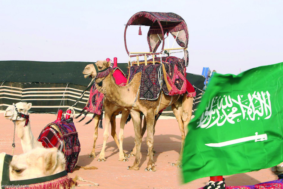 مهرجان الإبل.. الجوائز بالملايين