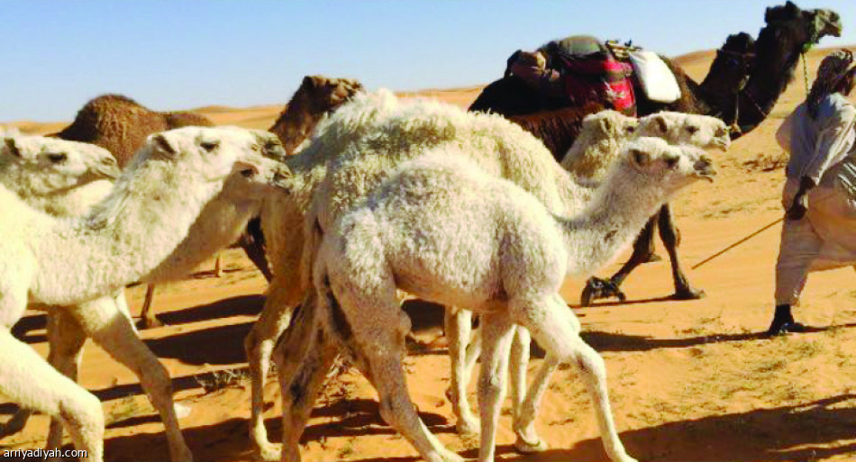 مفردات أهل الإبل
