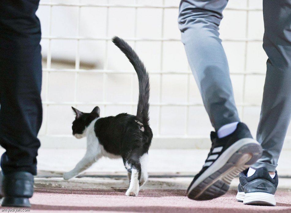 راعي المعروف
يجدّد دور البطولة