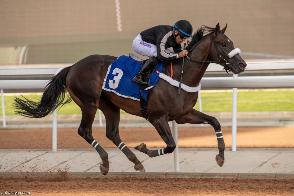 موسم الطائف.. فوز ثلاثي لجياد الأمير سلطان في الحفل الـ28
