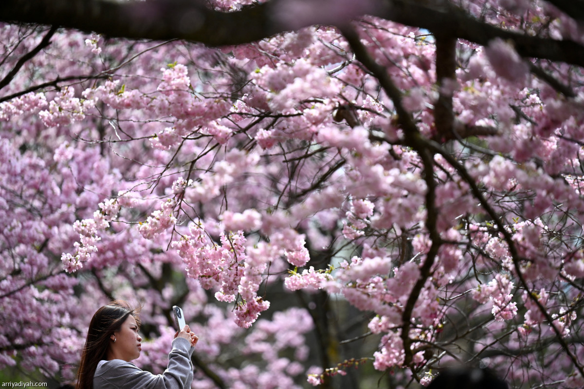 أشجار الكرز